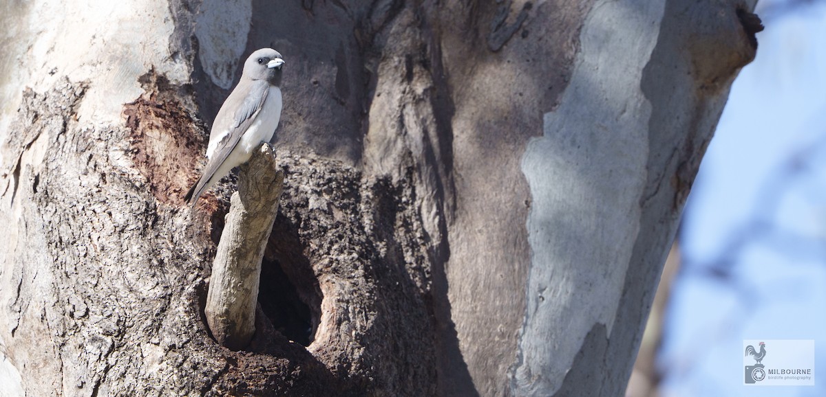 Langrayen à ventre blanc - ML646674658