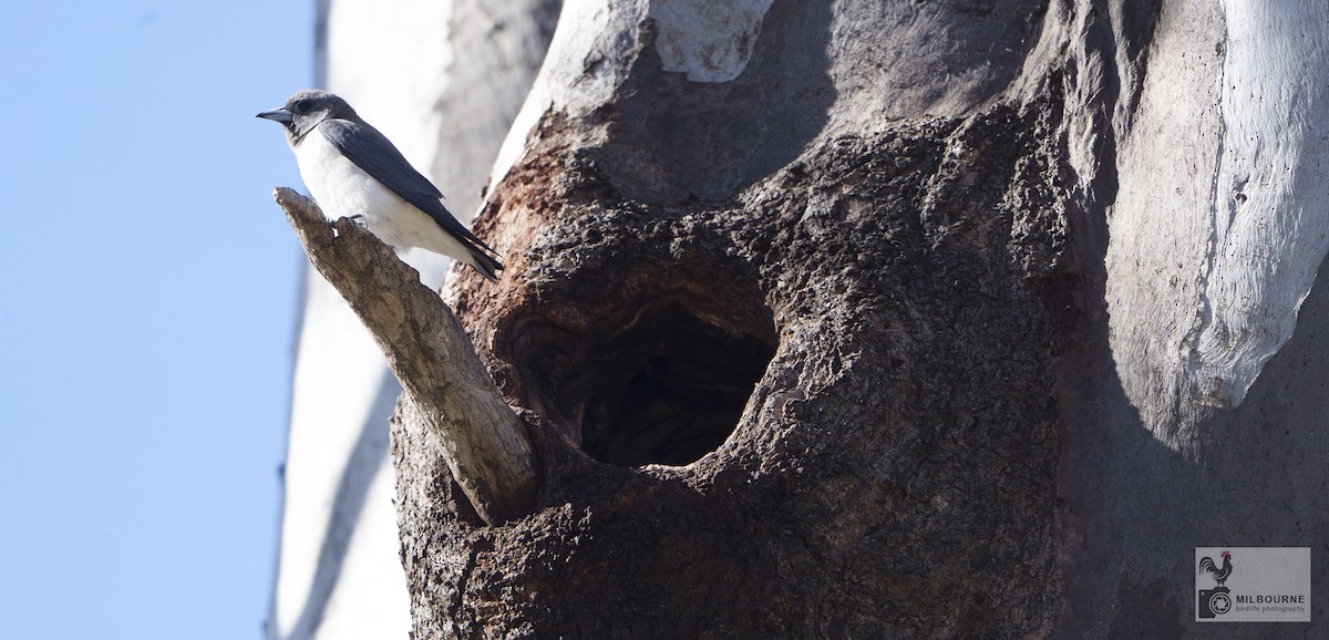 Langrayen à ventre blanc - ML646674659