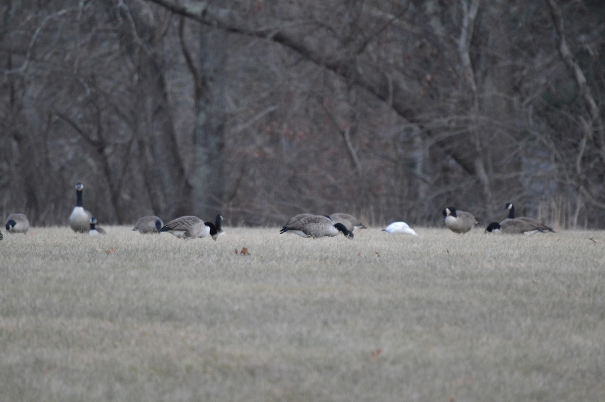 Ross's Goose - ML646674662