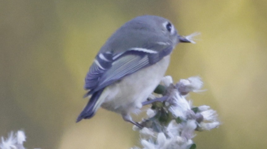 Erregetxo mottogorria - ML646674664