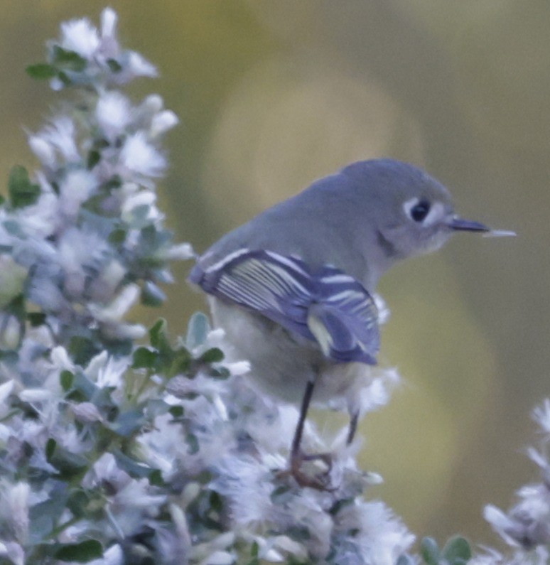 Erregetxo mottogorria - ML646674665