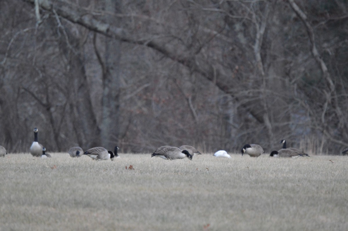 Ross's Goose - ML646674666