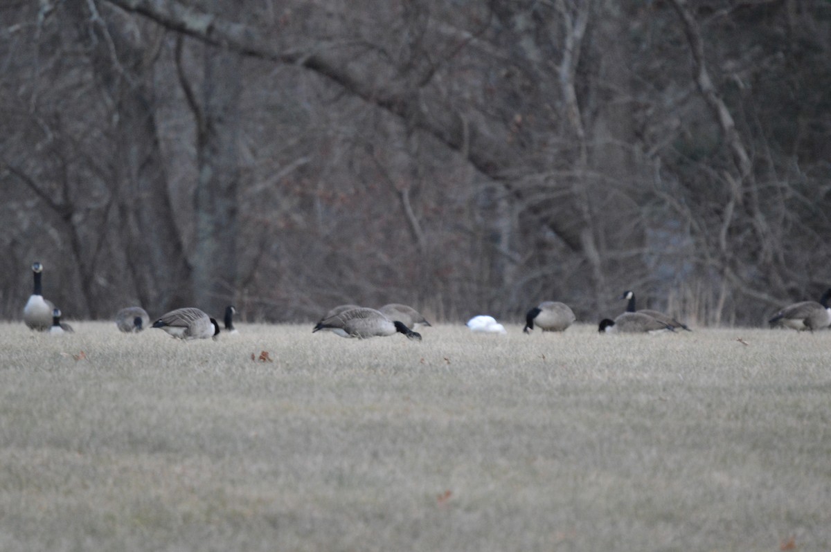 Ross's Goose - ML646674667