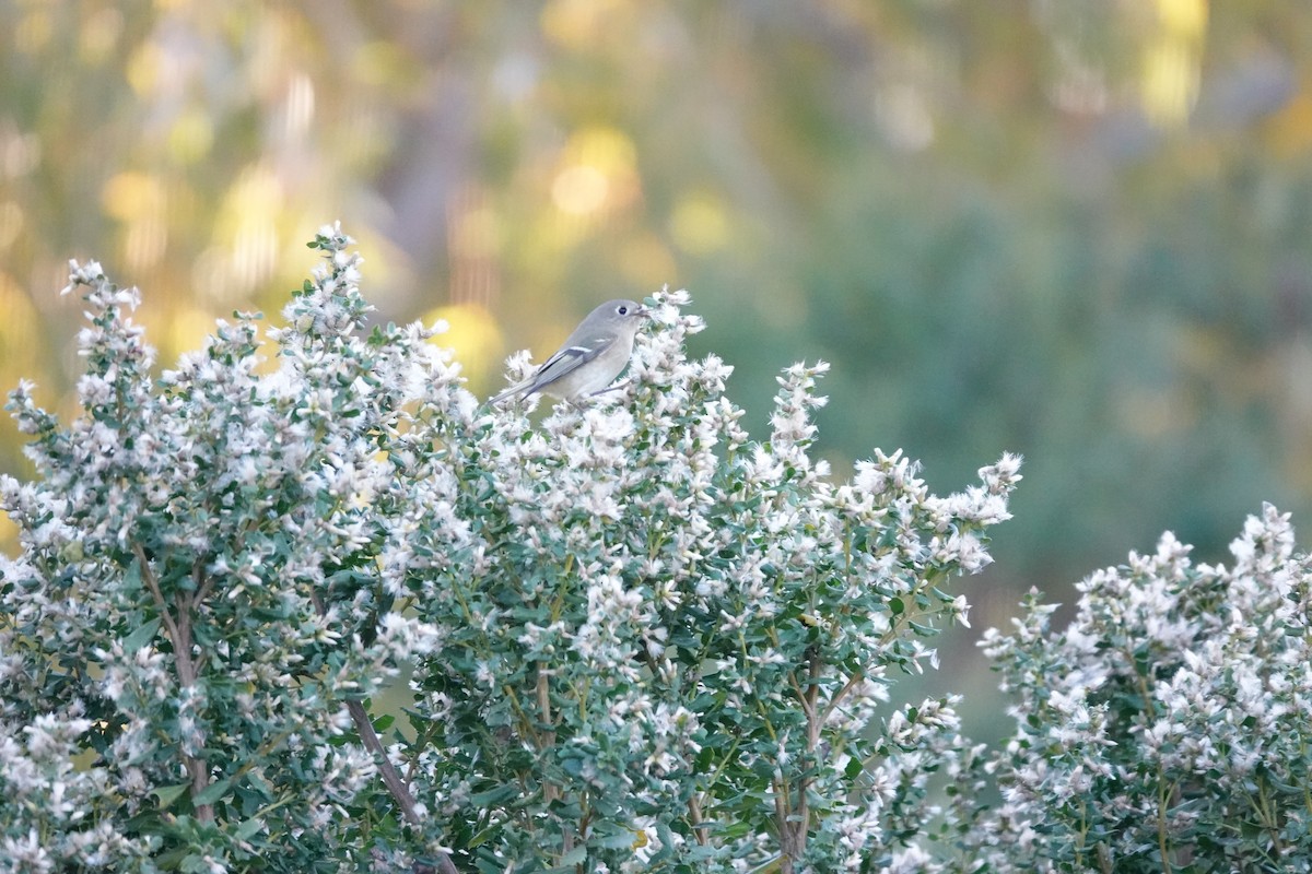 Erregetxo mottogorria - ML646674668