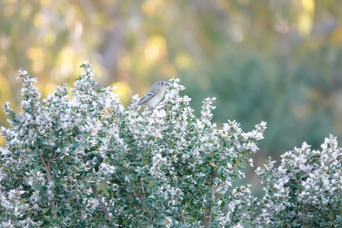 Erregetxo mottogorria - ML646674669