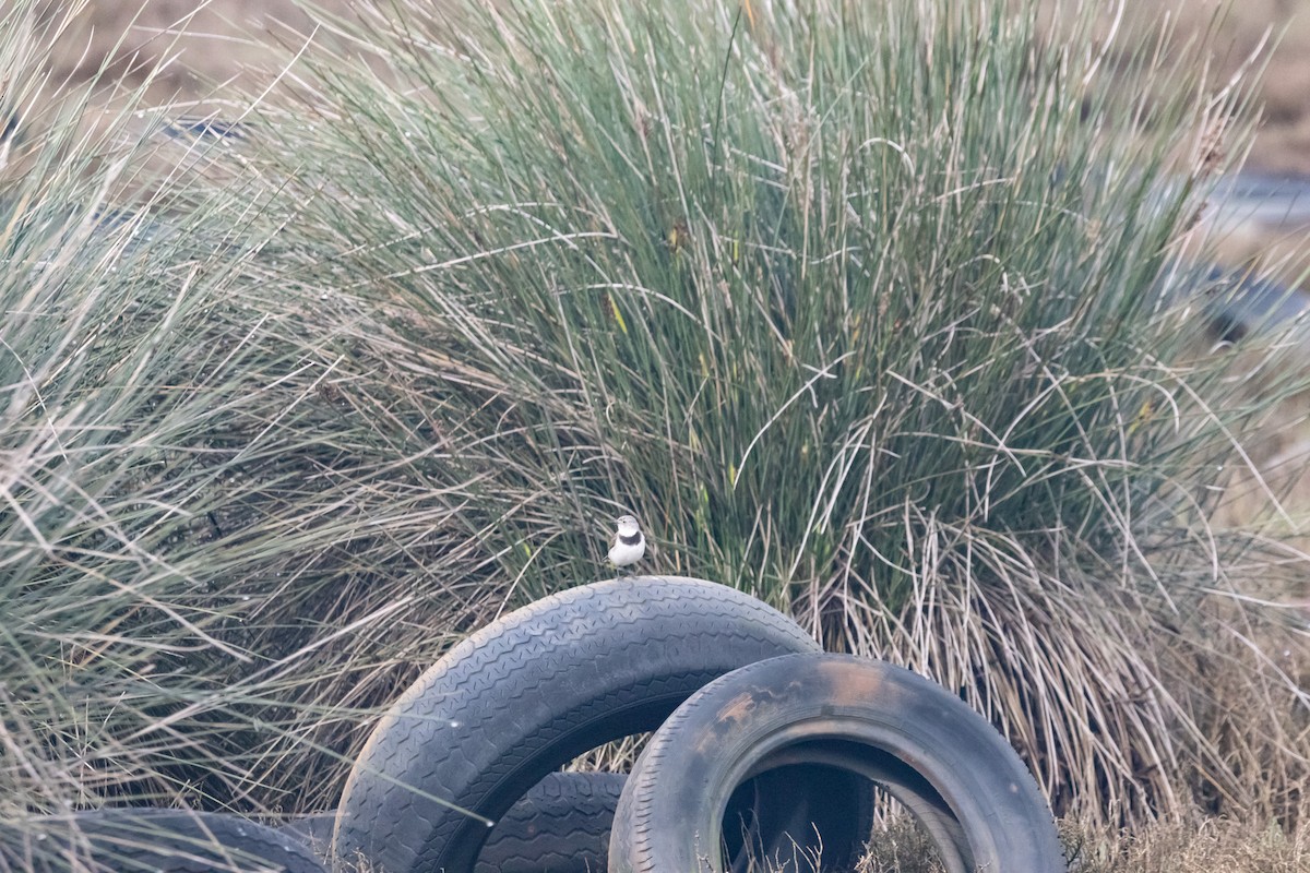 White-fronted Chat - ML646674671