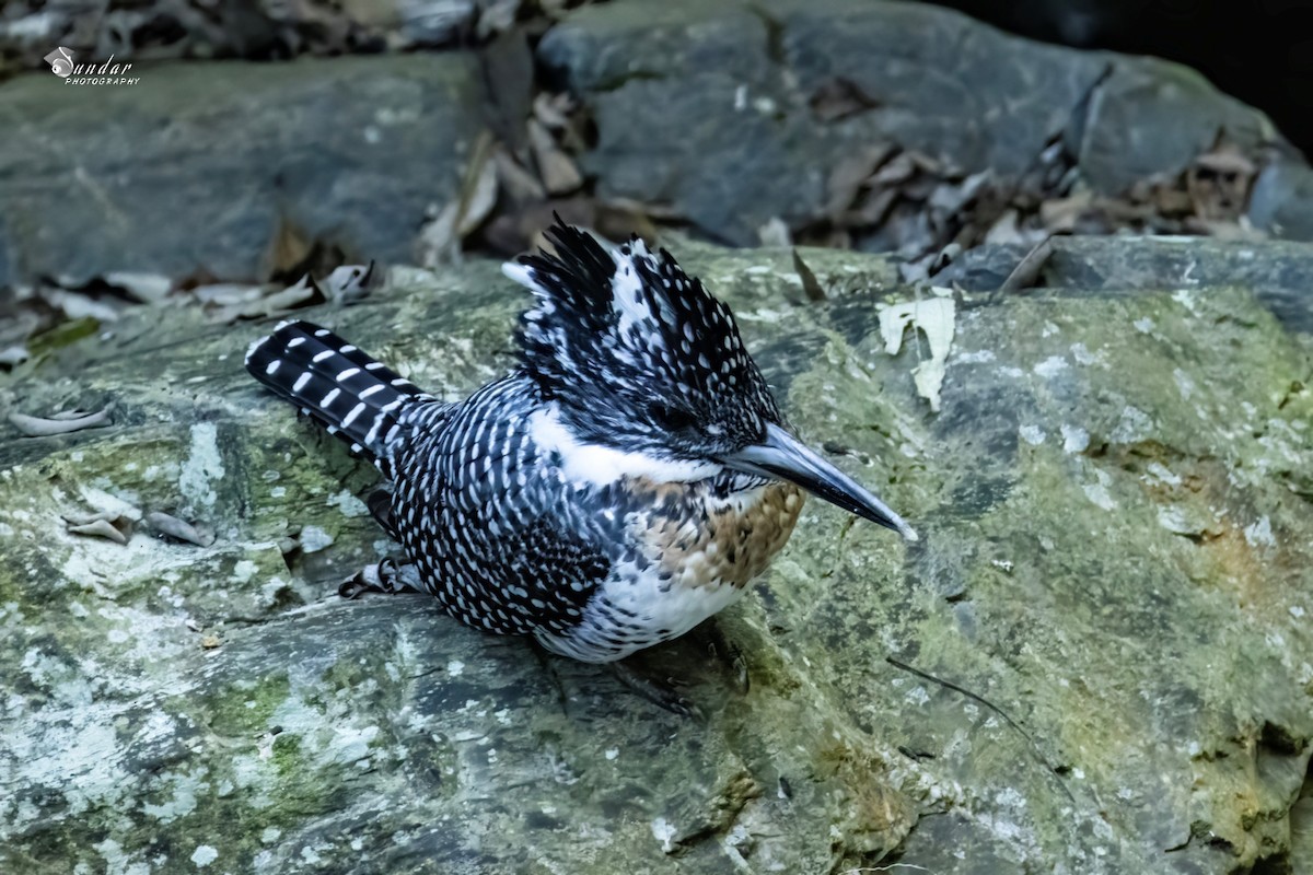Crested Kingfisher - ML646674679