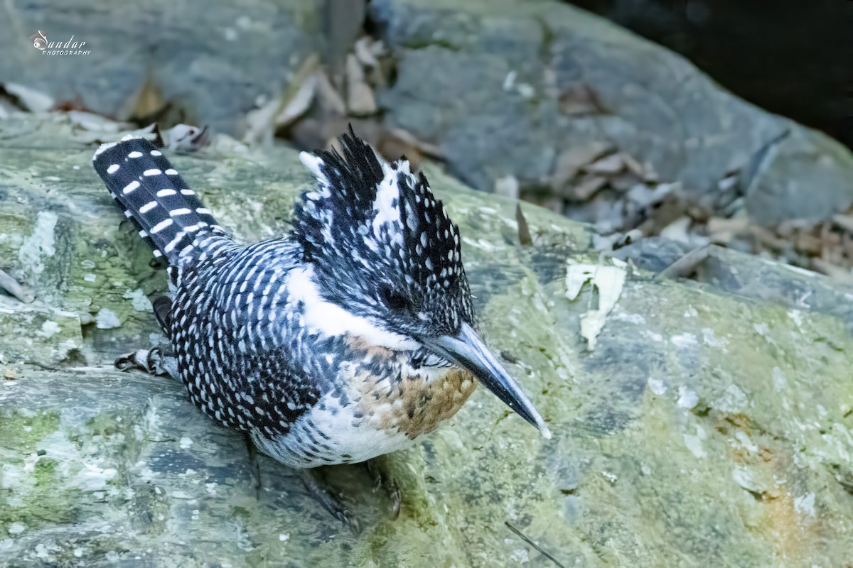 Crested Kingfisher - ML646674680