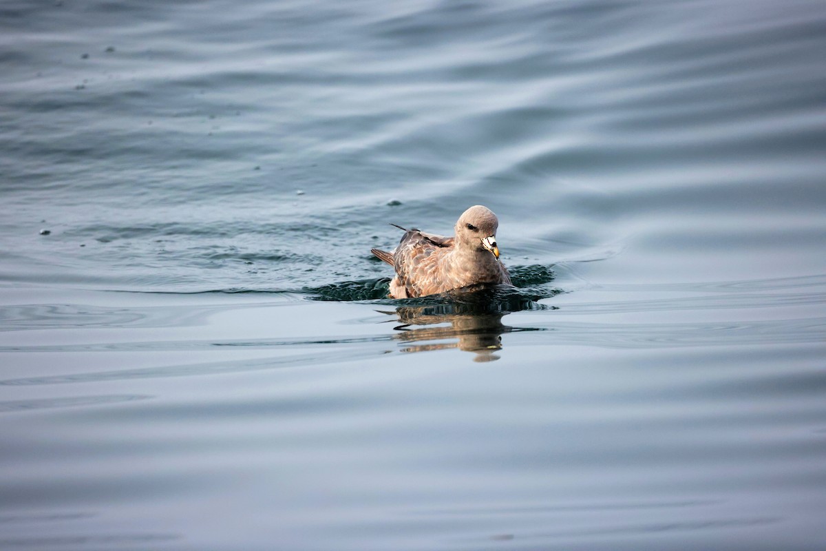 Глупыш - ML646674681