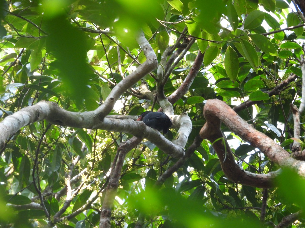 Dusky Broadbill - ML646674692