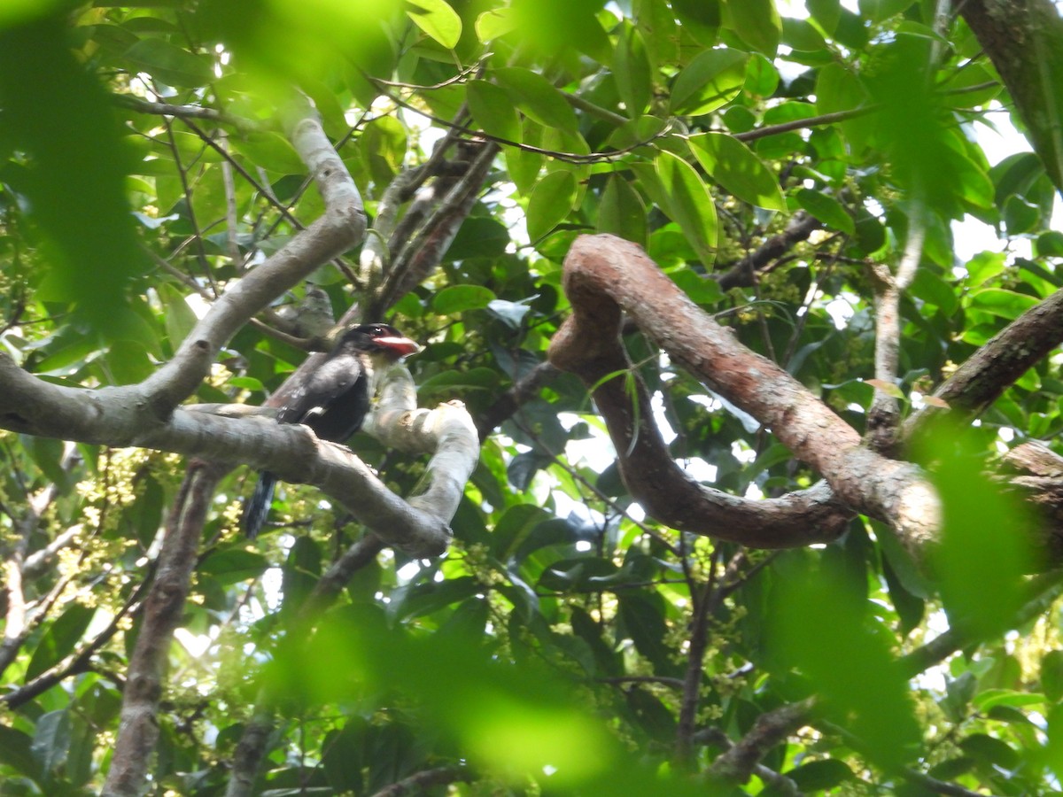 Dusky Broadbill - ML646674694