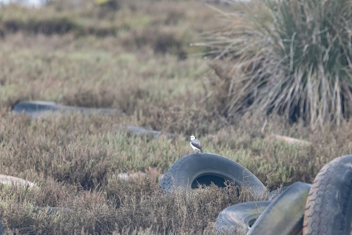 White-fronted Chat - ML646674697