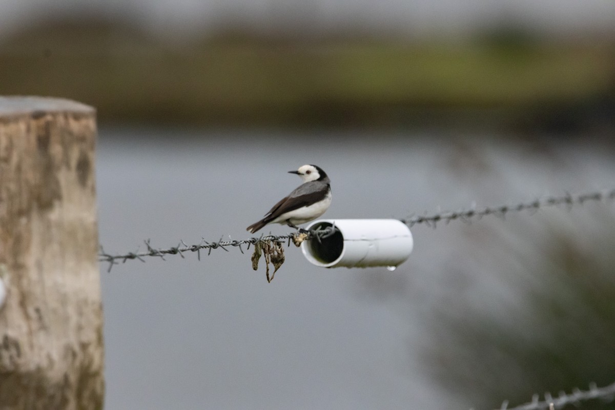 White-fronted Chat - ML646674698