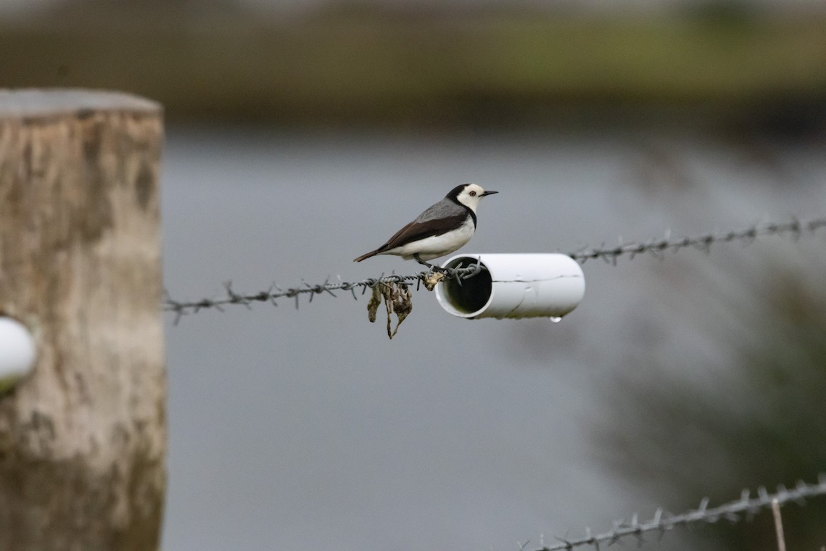 White-fronted Chat - ML646674703