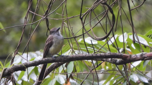 Андский миарх - ML646674705