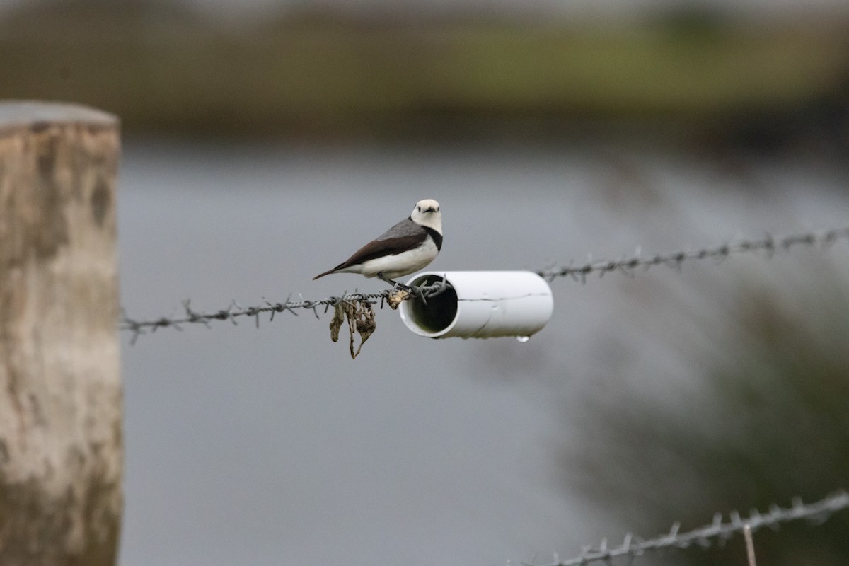 White-fronted Chat - ML646674707