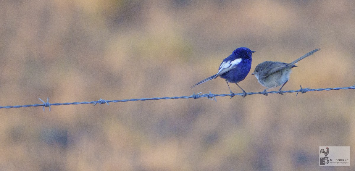 Mérion leucoptère (leuconotus) - ML646674710