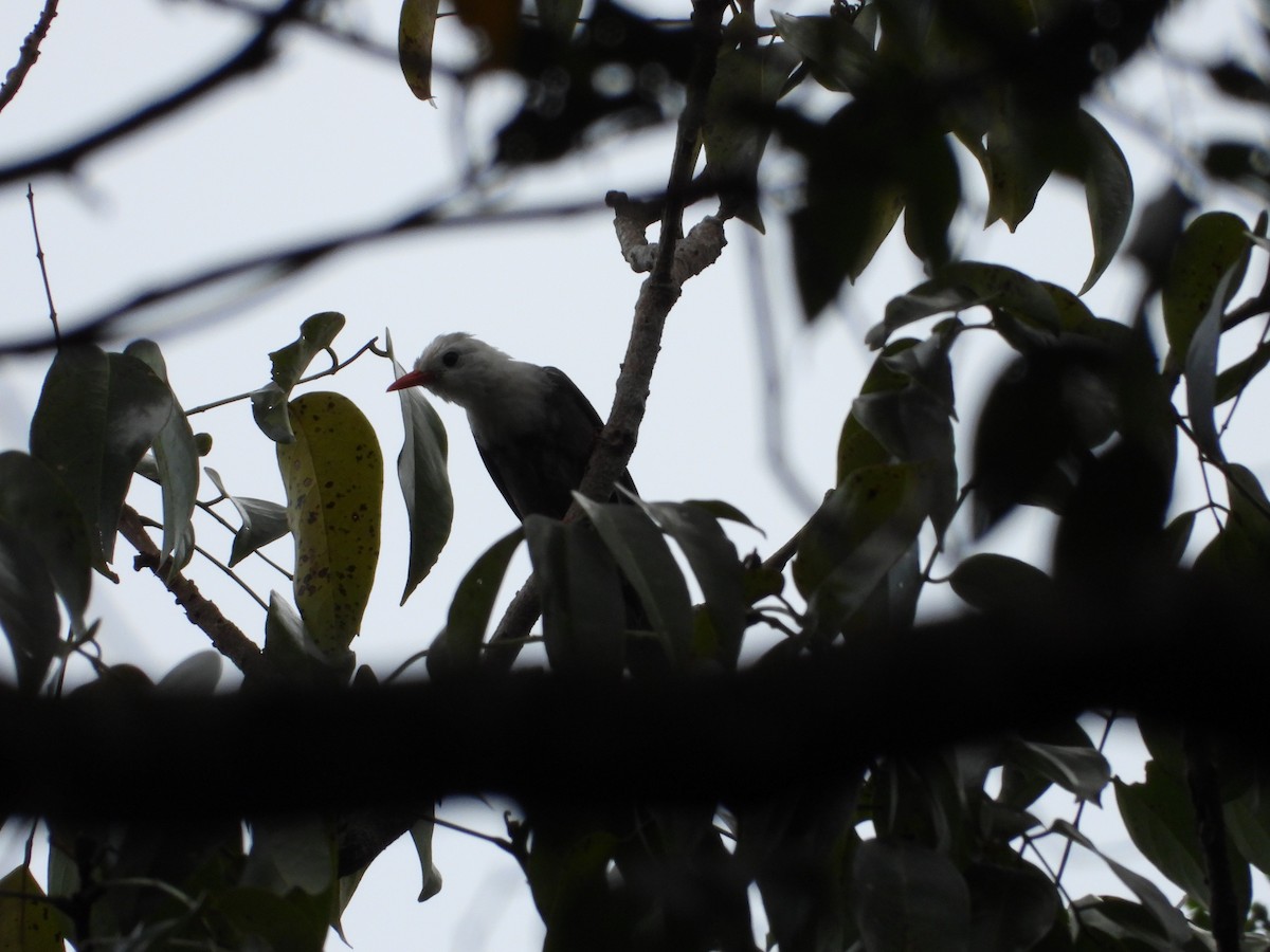 Black Bulbul - ML646674711