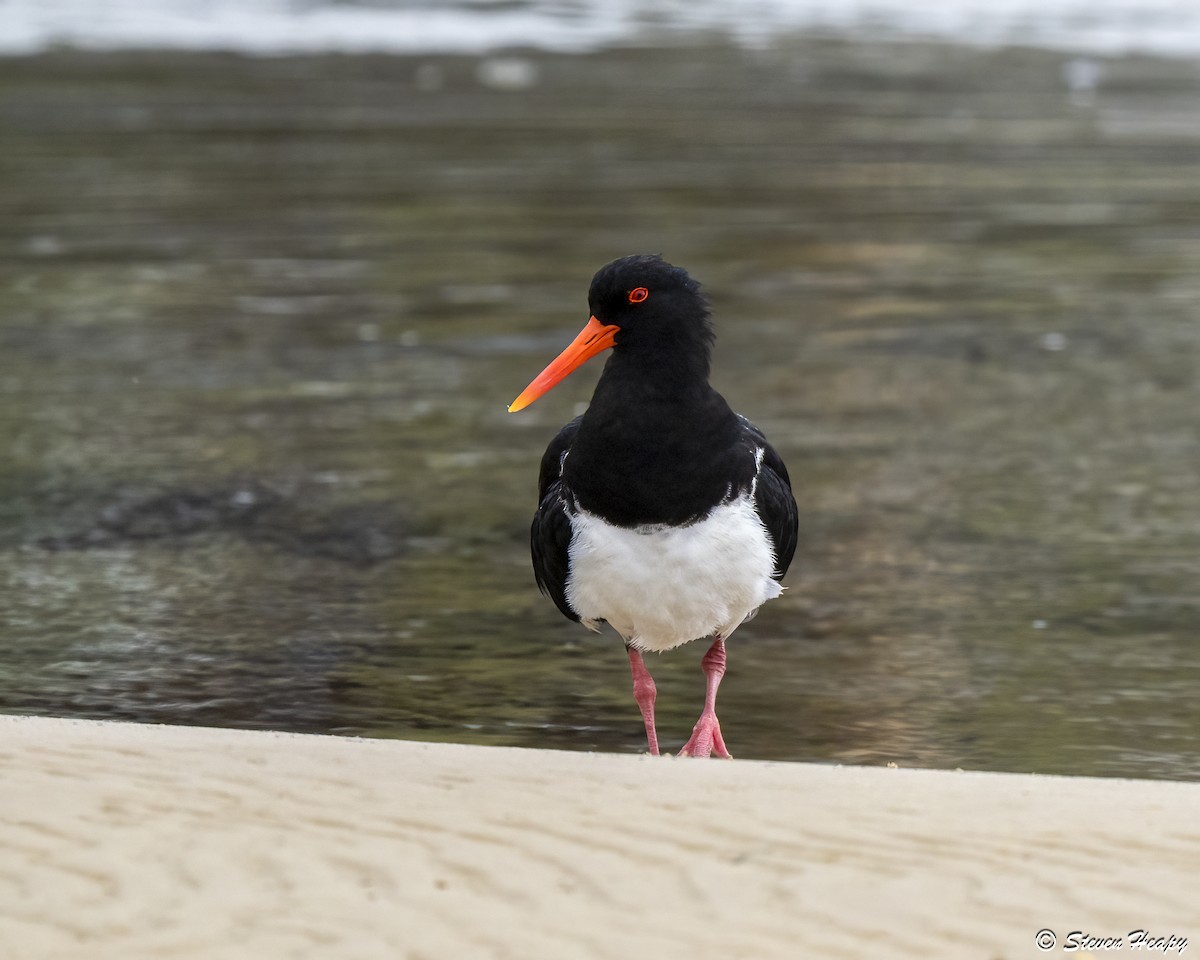 Pied Oystercatcher - ML646674712