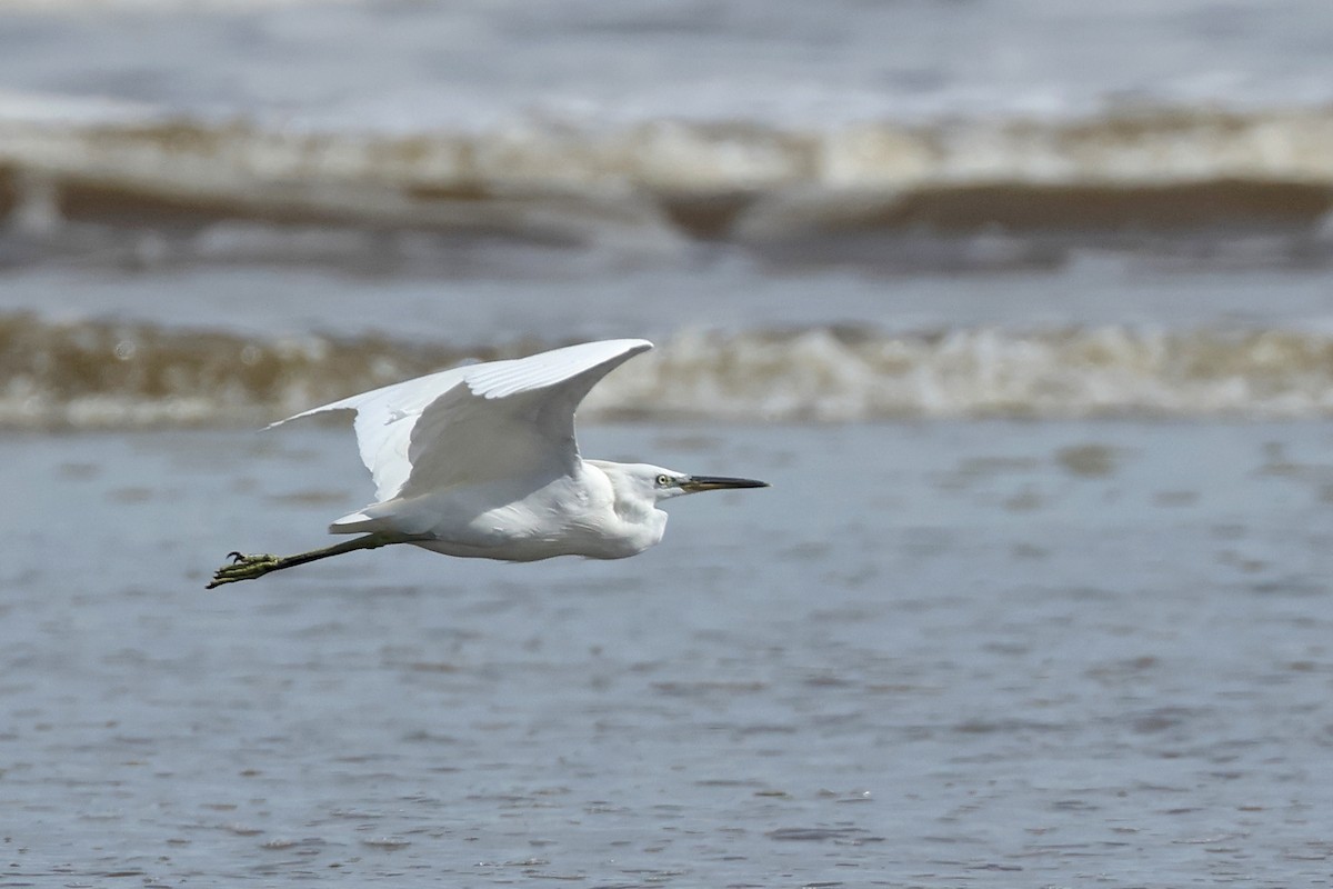 Chinese Egret - ML646674717