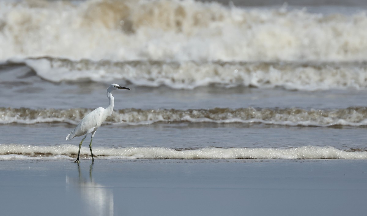 Chinese Egret - ML646674718