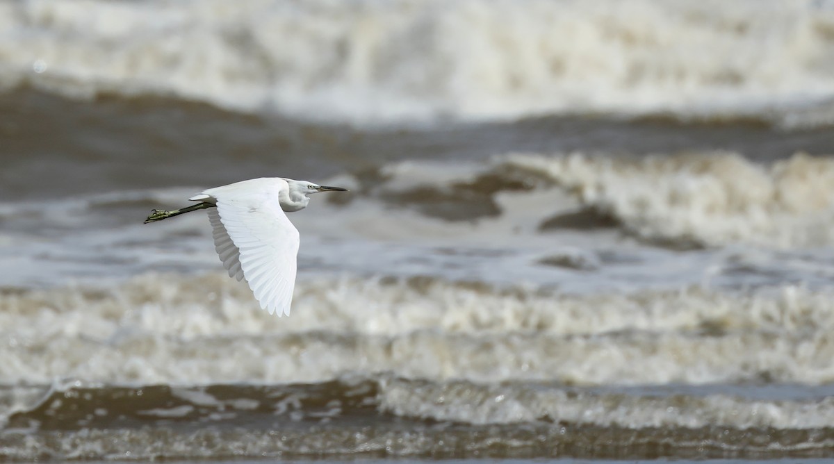 Chinese Egret - ML646674719