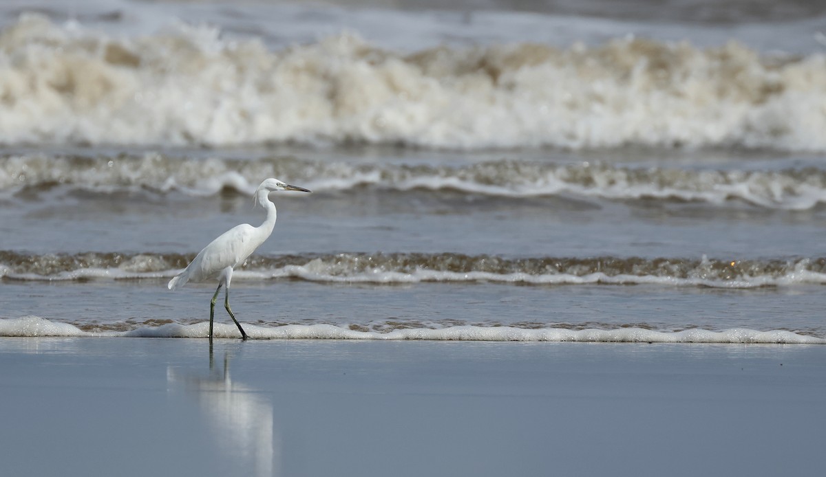 Chinese Egret - ML646674720