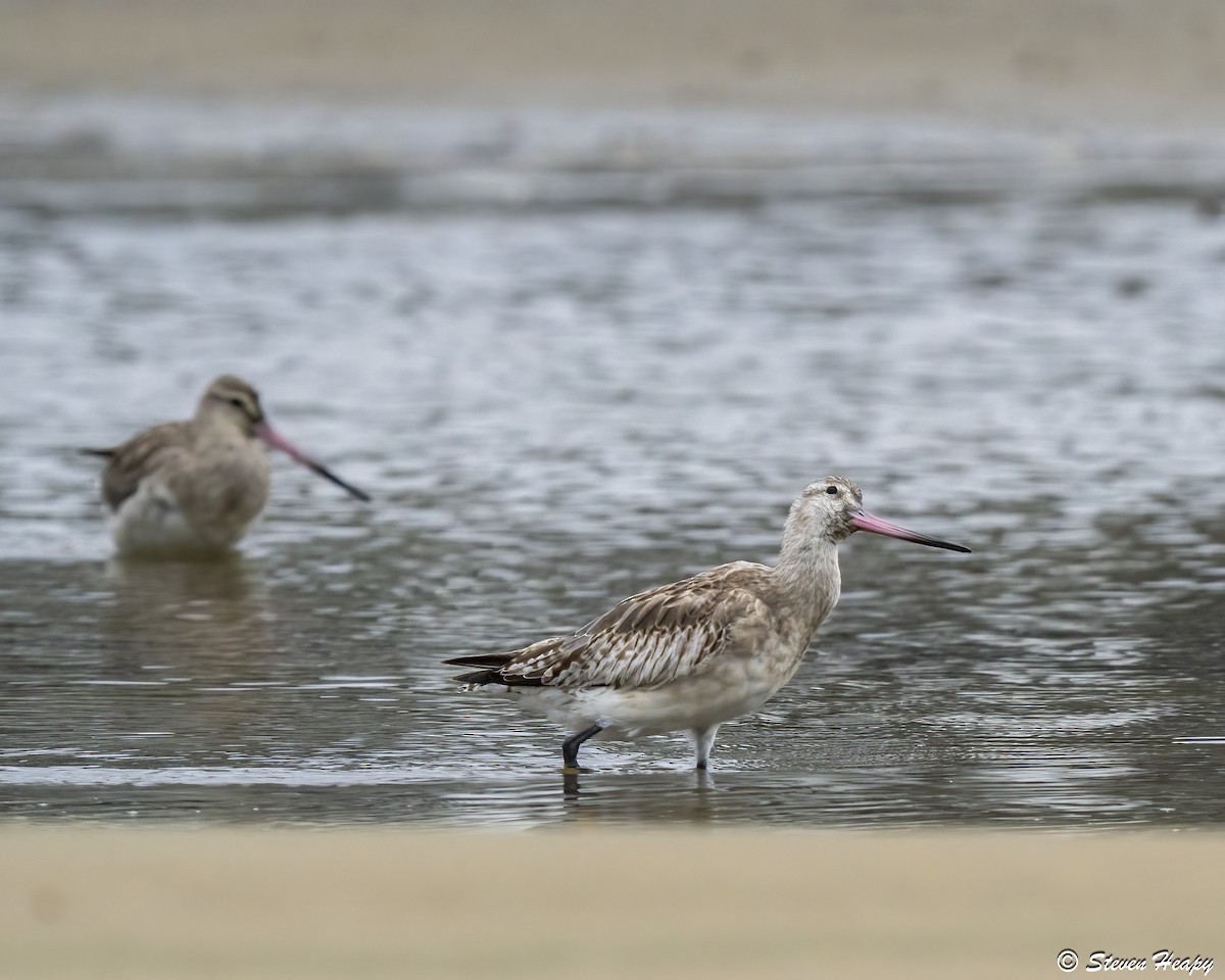 Bar-tailed Godwit - ML646674722