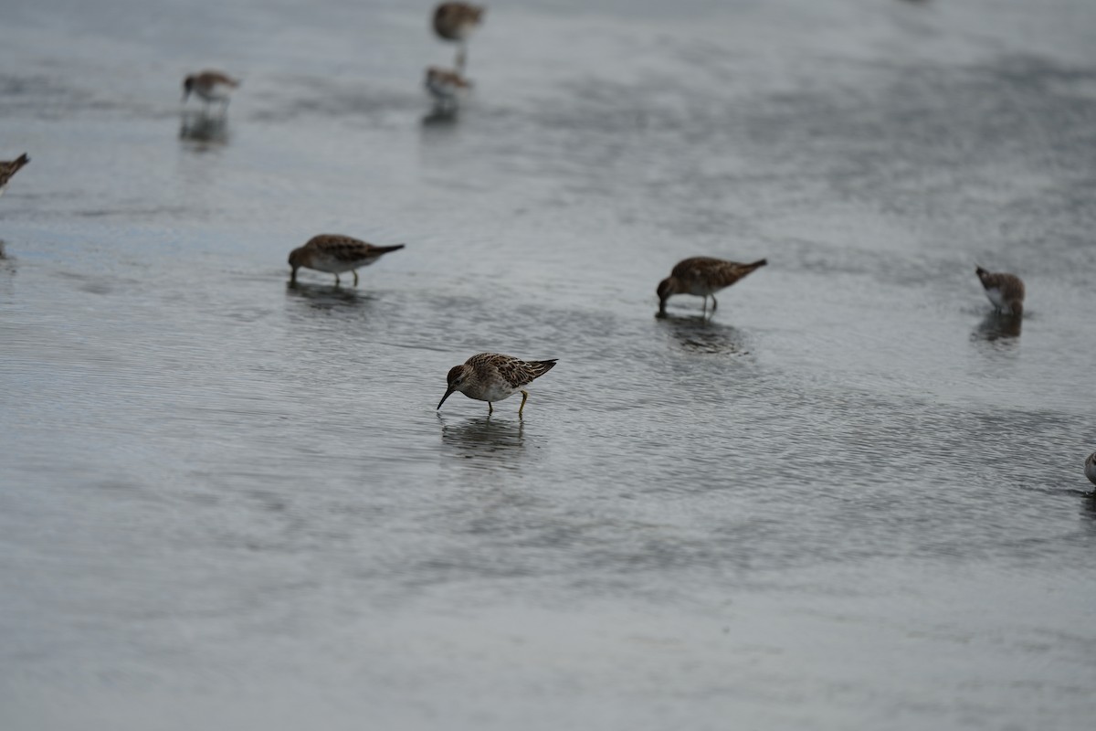 Spitzschwanz-Strandläufer - ML646674725