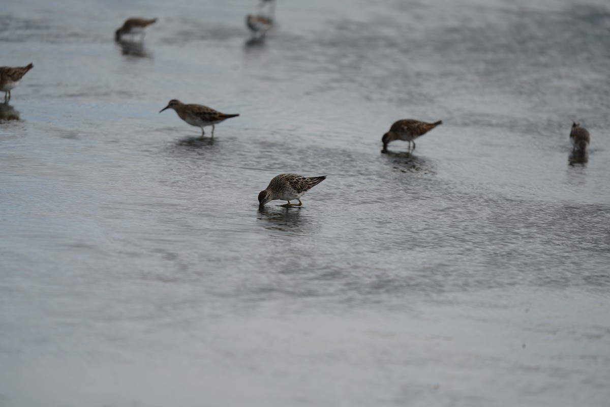 Spitzschwanz-Strandläufer - ML646674726