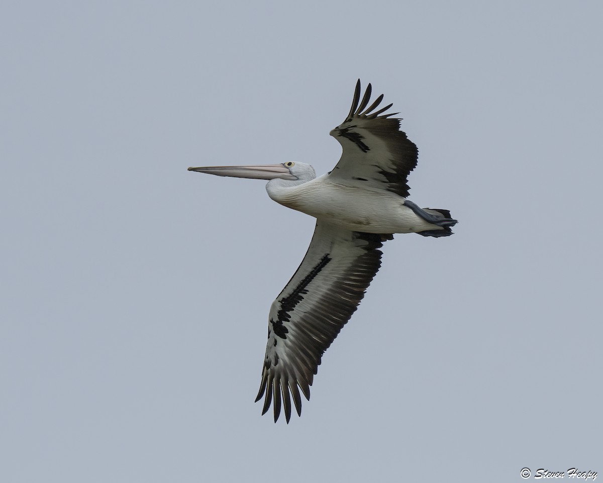 Australian Pelican - ML646674732