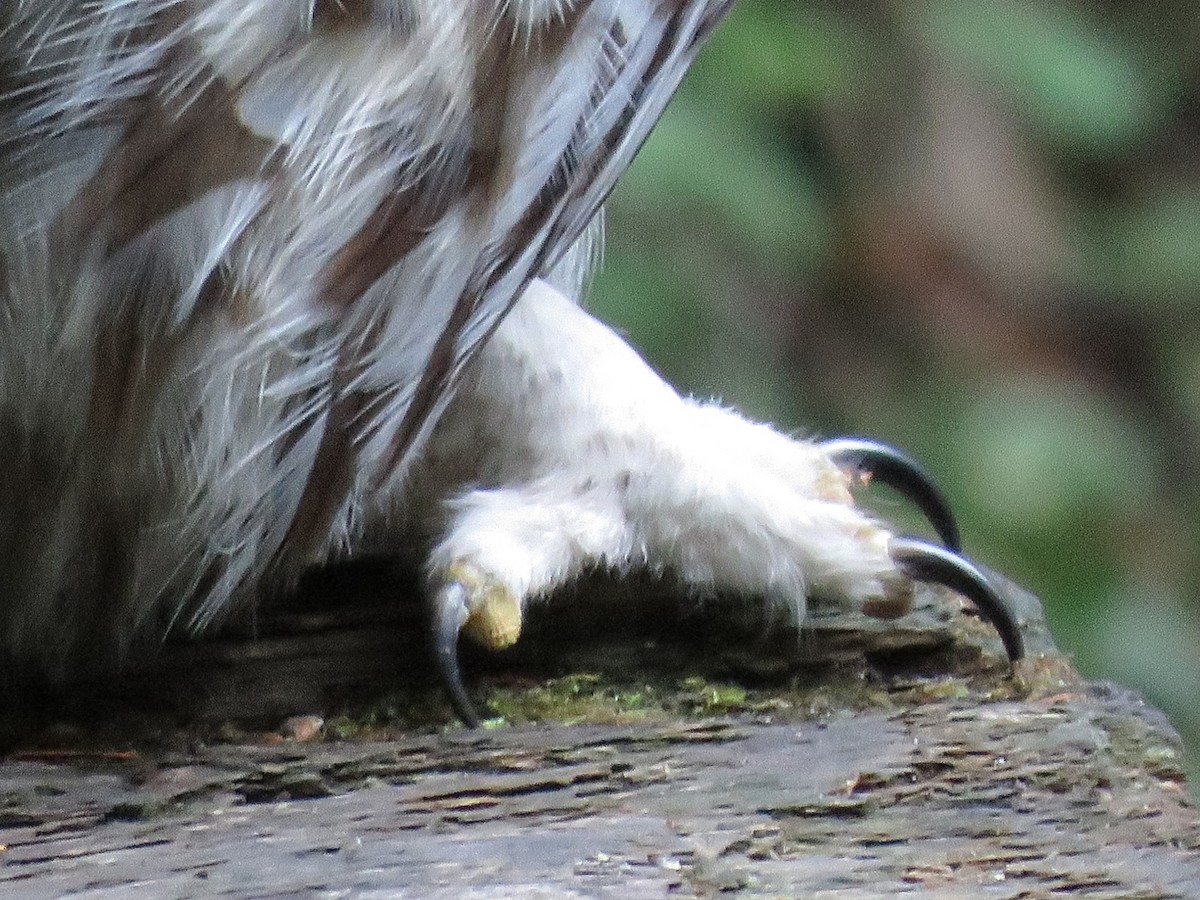 Сова неоарктична - ML646674733