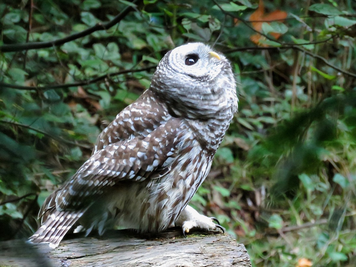 Сова неоарктична - ML646674734