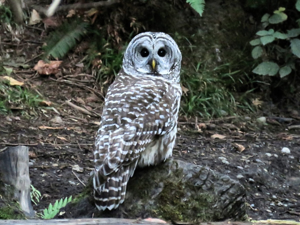 Сова неоарктична - ML646674736