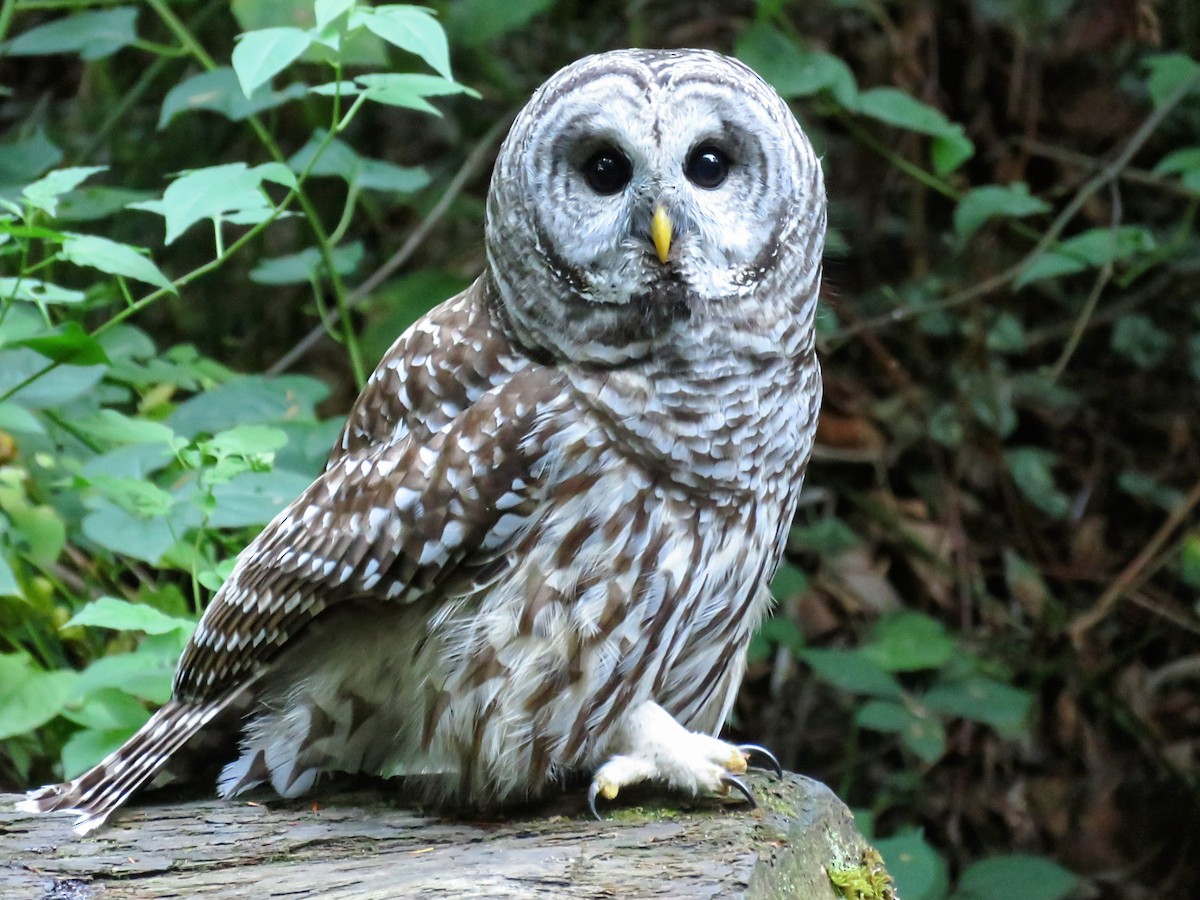 Сова неоарктична - ML646674737