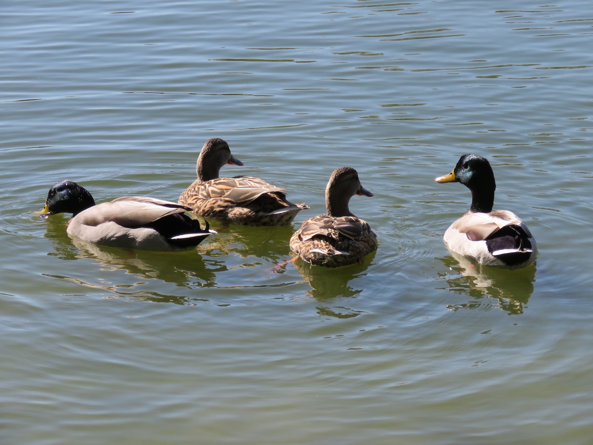 Крижень звичайний - ML646674738