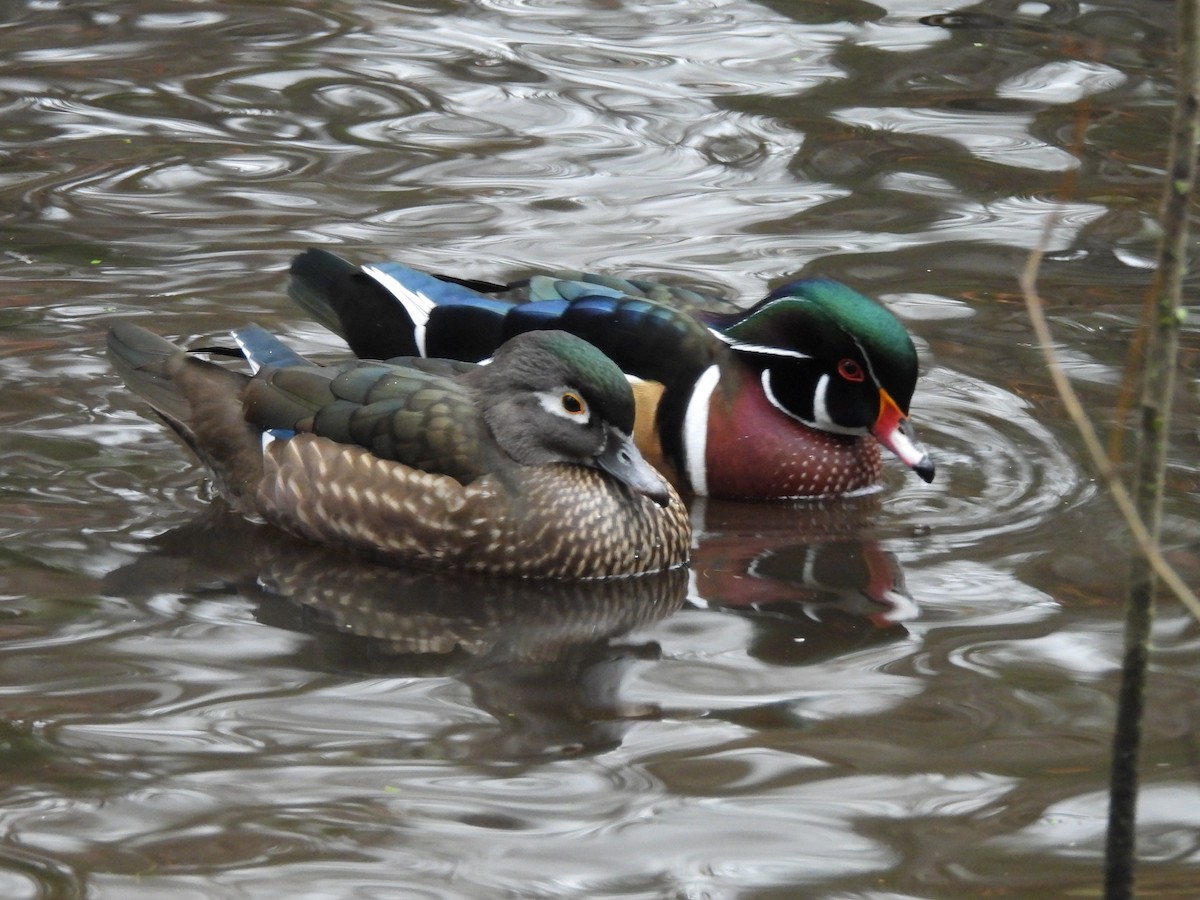 Wood Duck - ML646674739