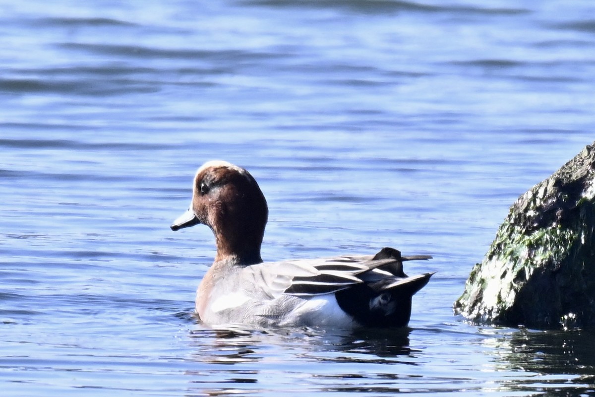 Pfeifente - ML646674740