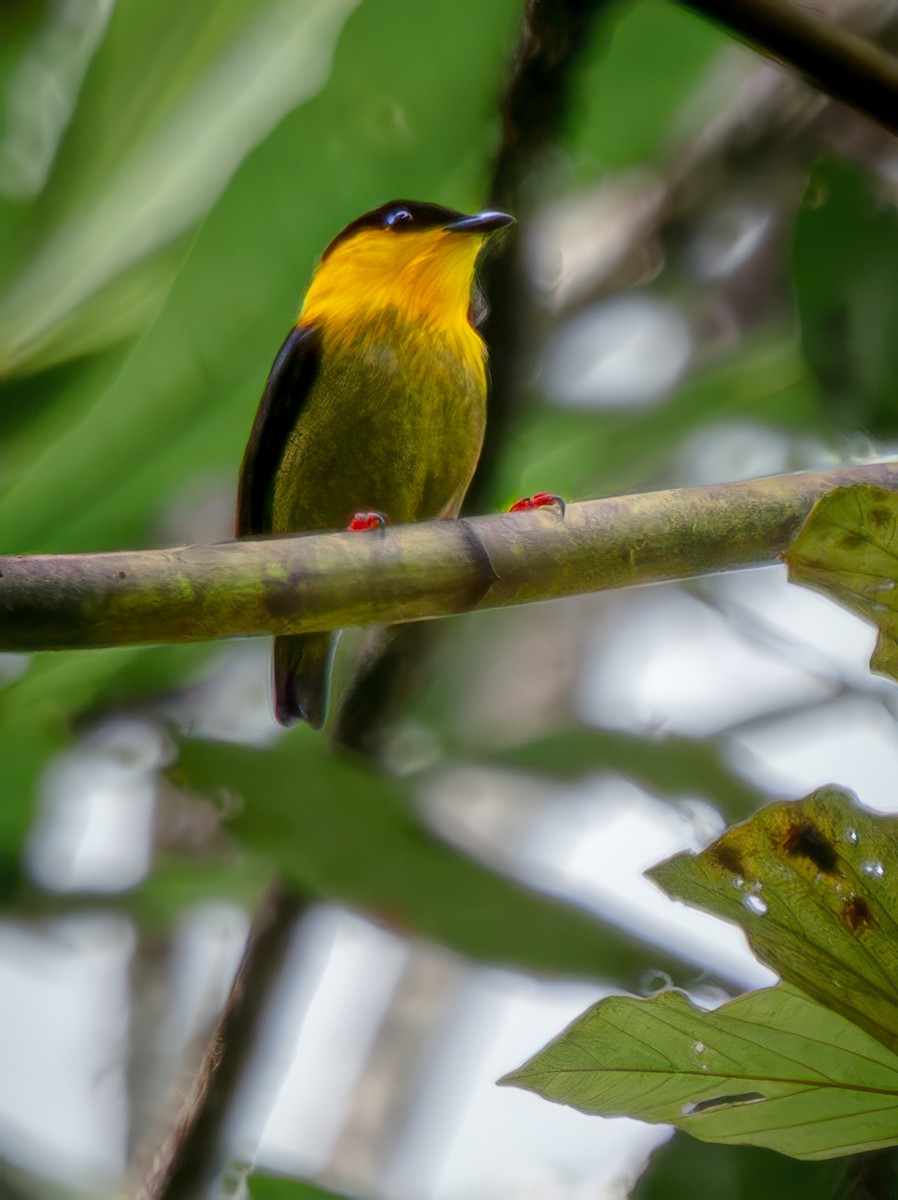 Golden-collared Manakin - ML646674742