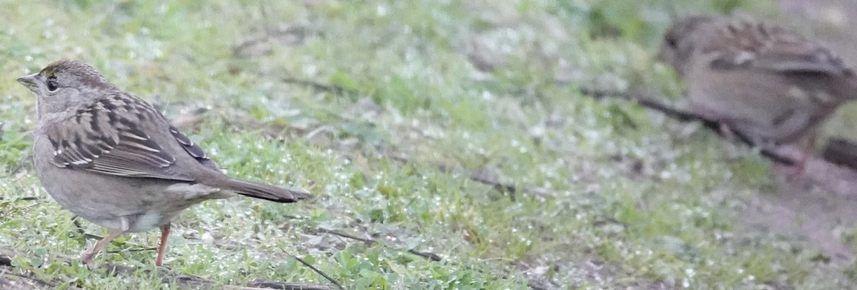 Golden-crowned Sparrow - ML646674743