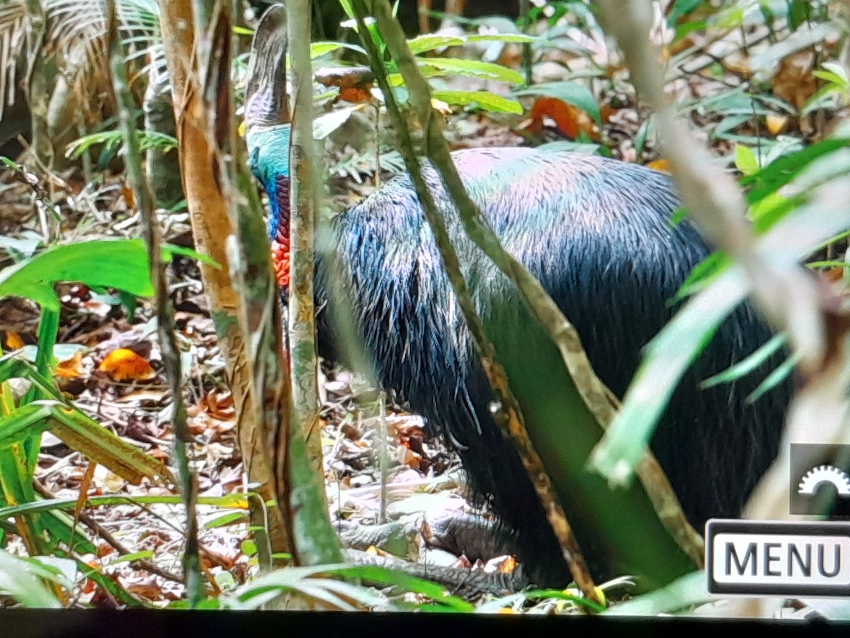 Southern Cassowary - ML646674744