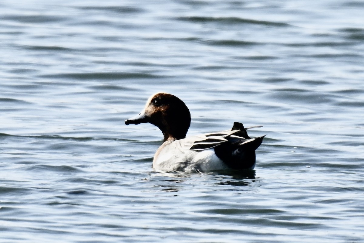 Pfeifente - ML646674747