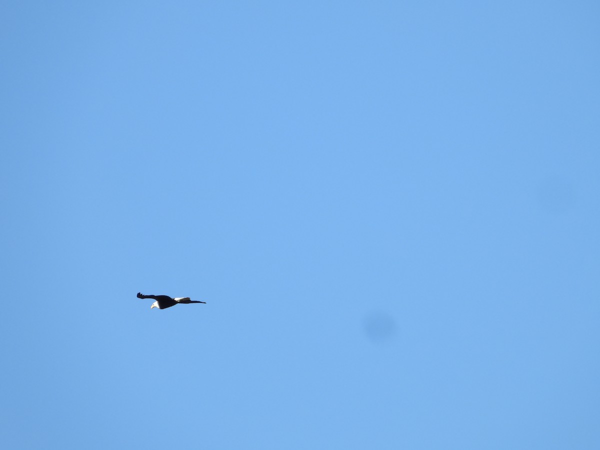 Bald Eagle - ML646674748