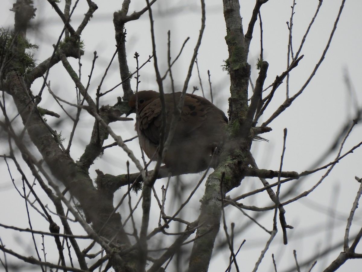 Uzun Kuyruklu Kumru - ML646674752