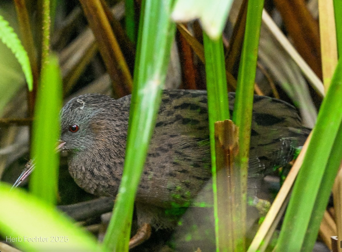 Rascón Malgache - ML646674753
