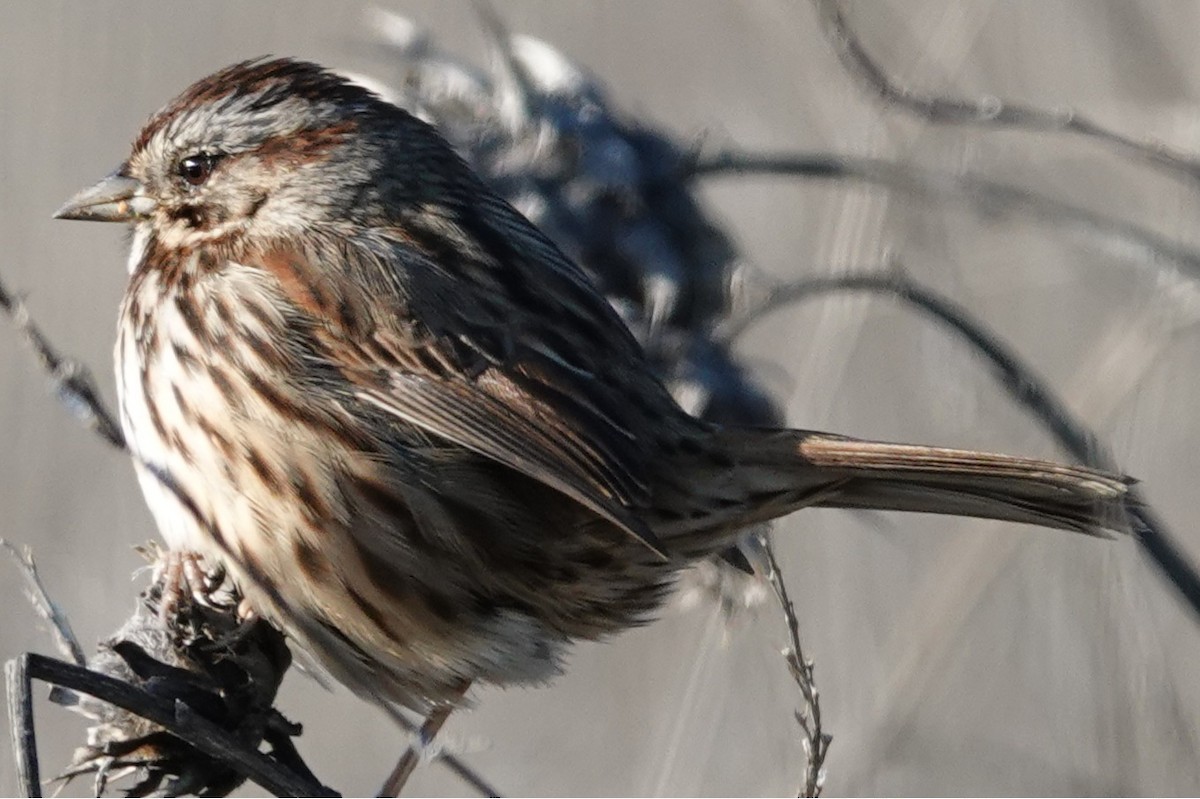 Song Sparrow - ML646674755