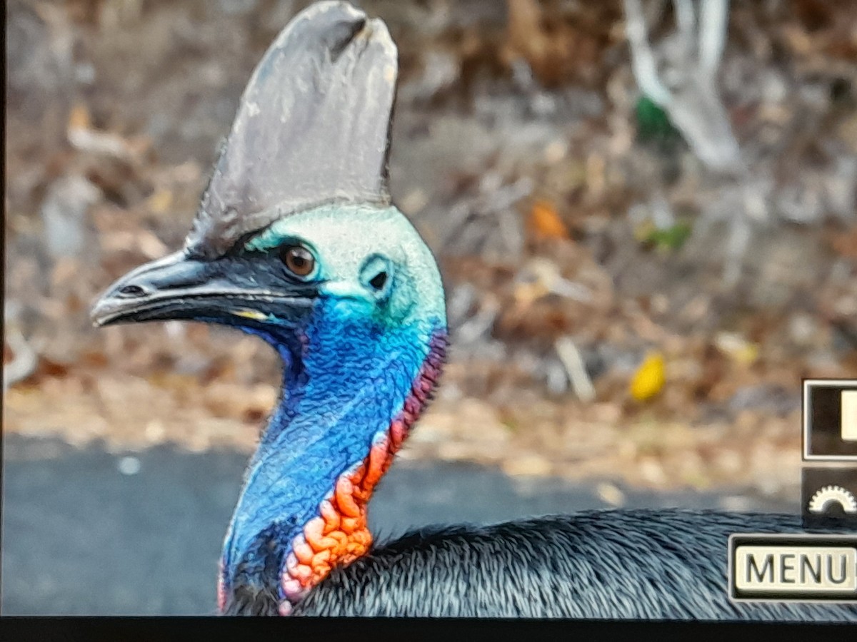 Southern Cassowary - ML646674756