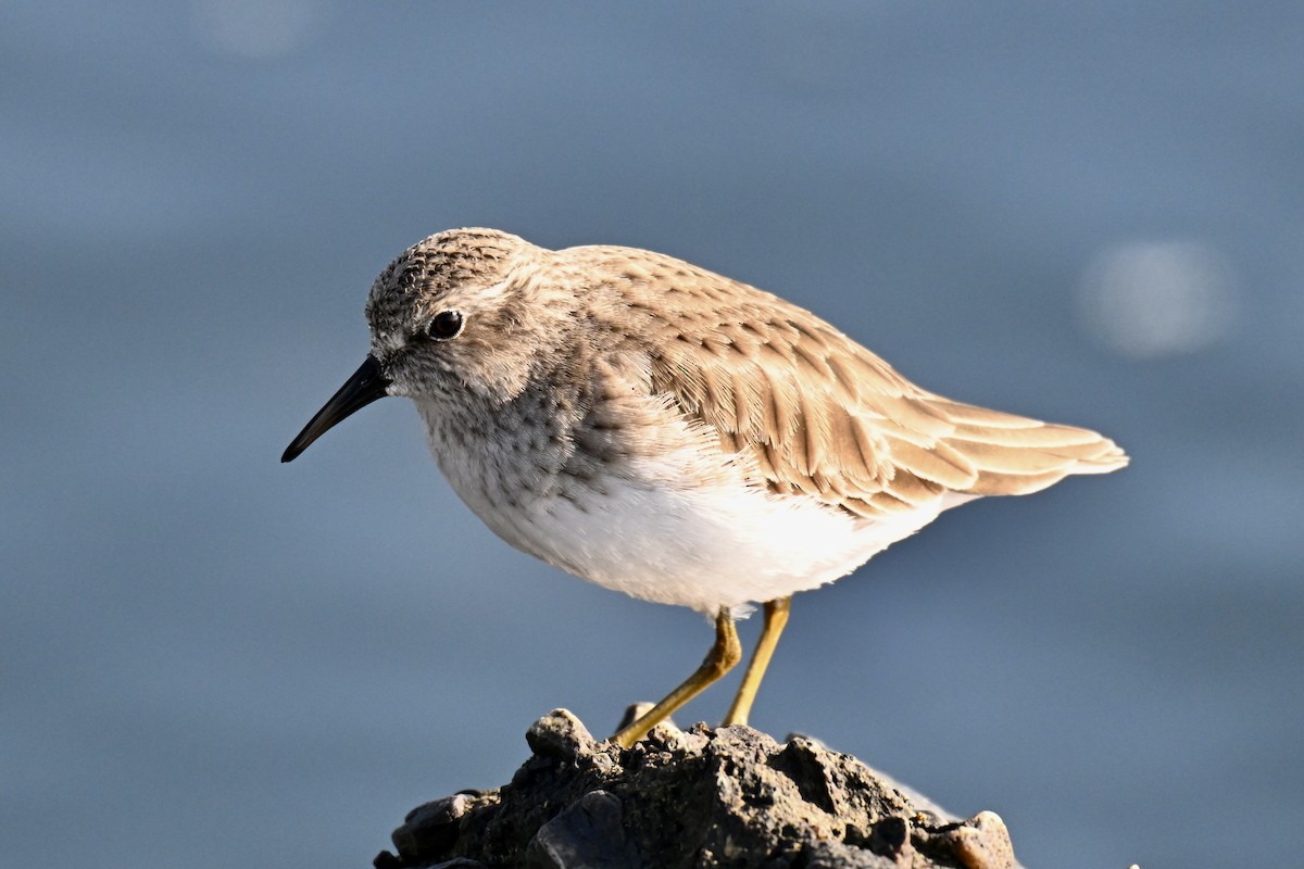 Wiesenstrandläufer - ML646674760