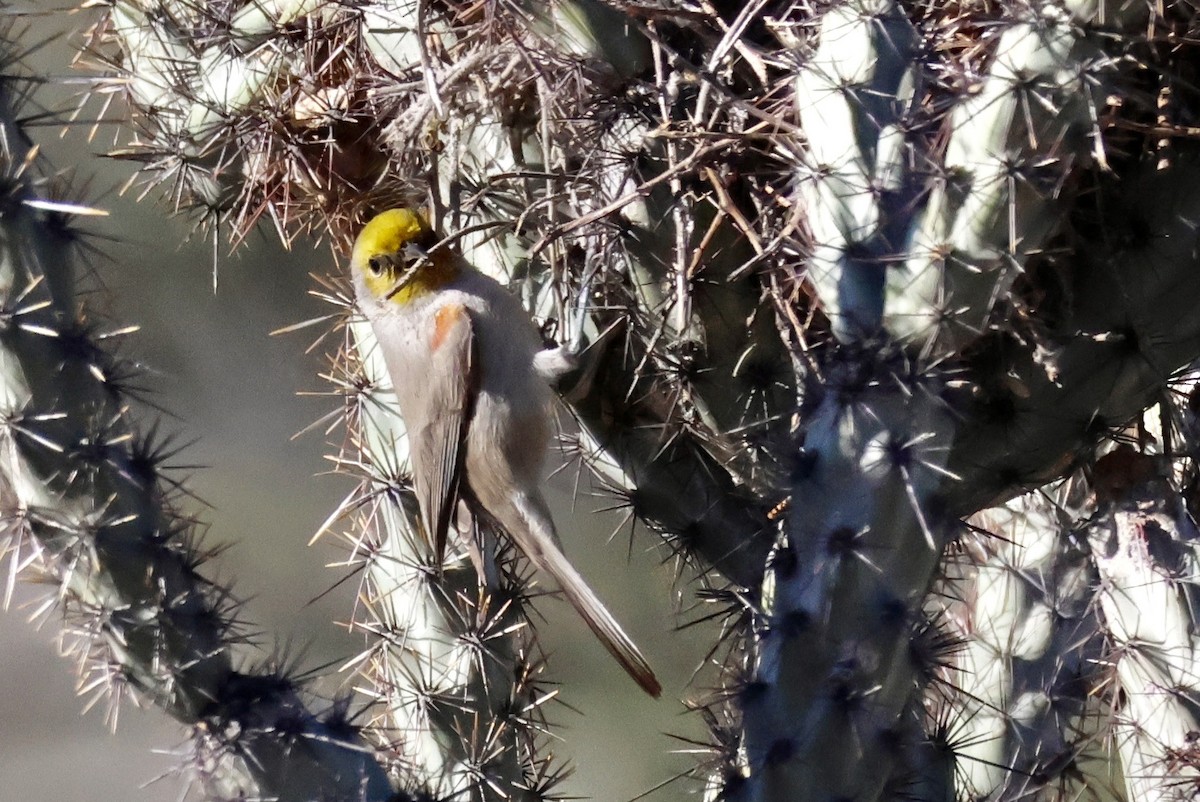 Verdin - ML646674762