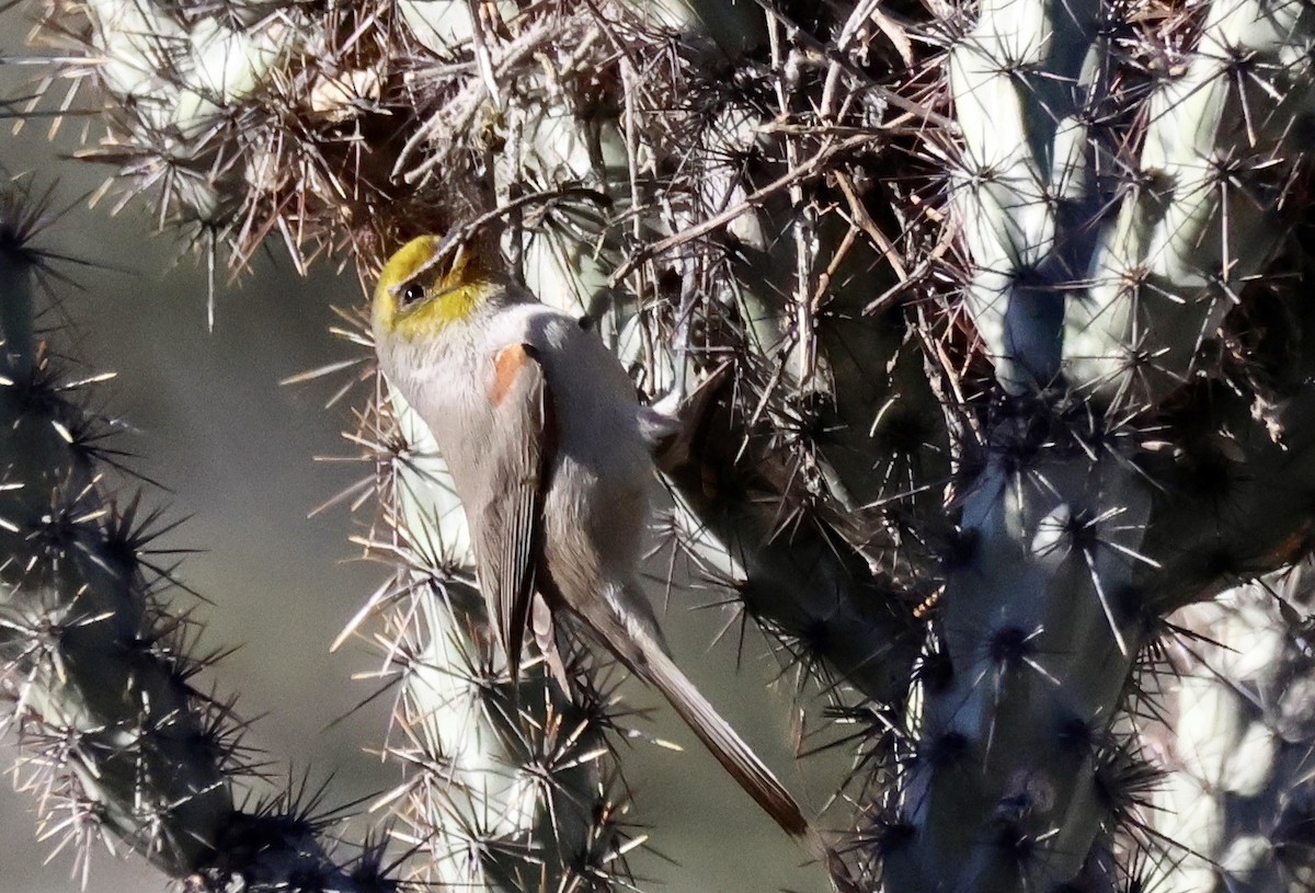 Verdin - ML646674763